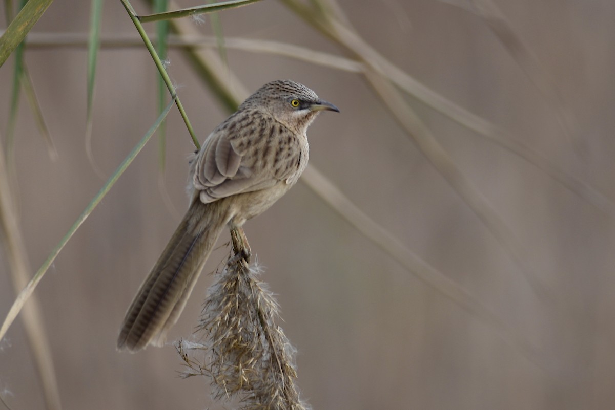 Striated Babbler - ML616805619