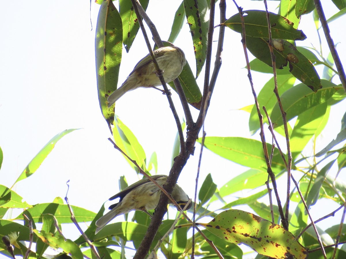 Yellow-faced Honeyeater - ML616805712