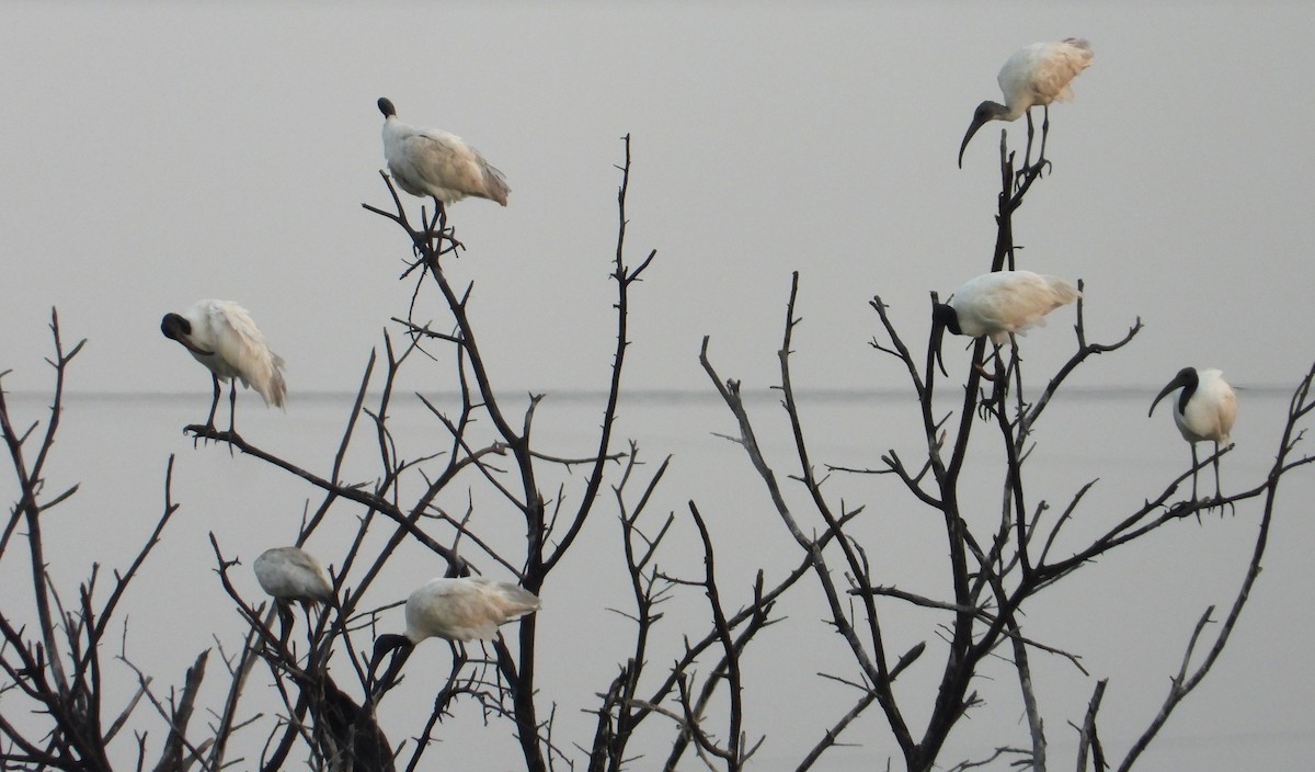 Ibis à tête noire - ML616805715