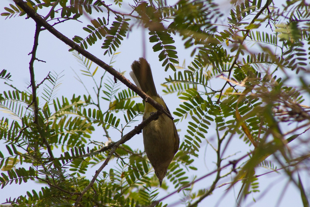 Streak-eared Bulbul - ML616805717