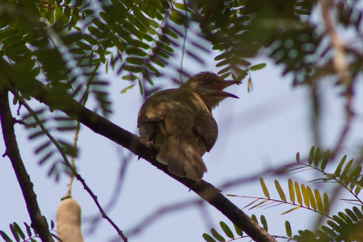 Streak-eared Bulbul - ML616805718