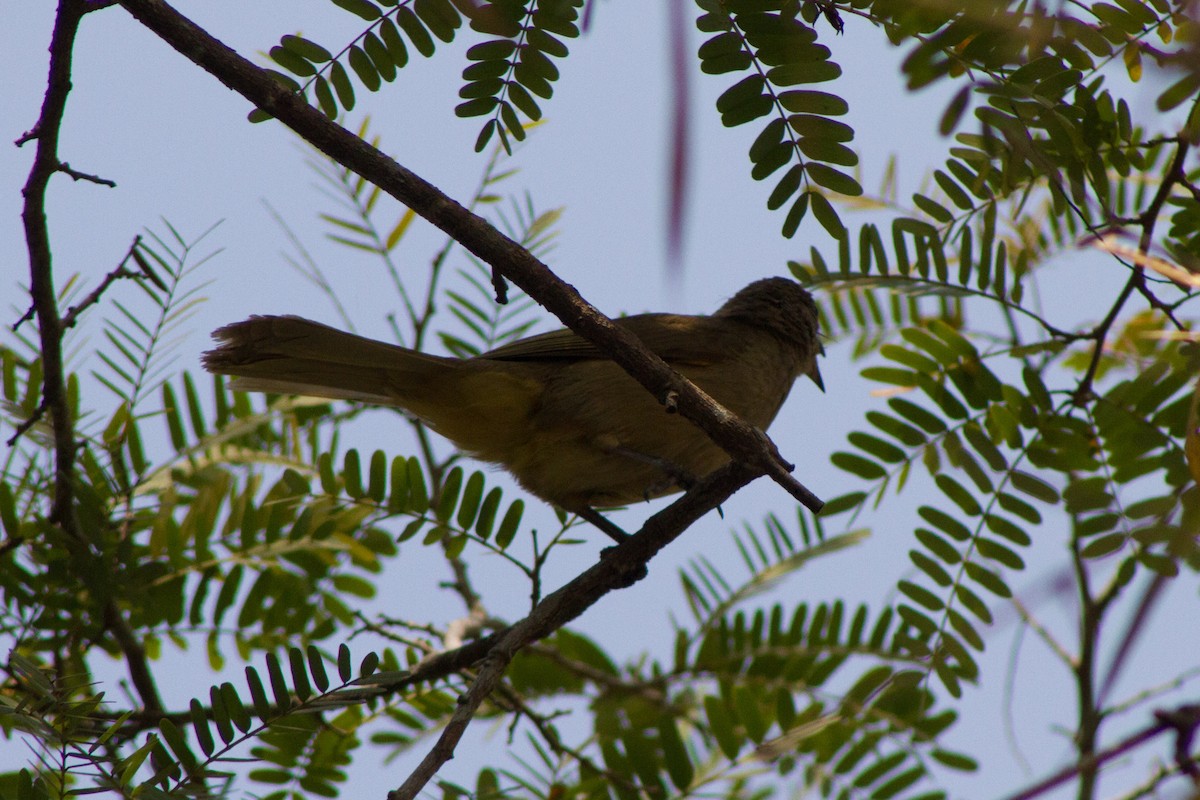 Streak-eared Bulbul - ML616805719