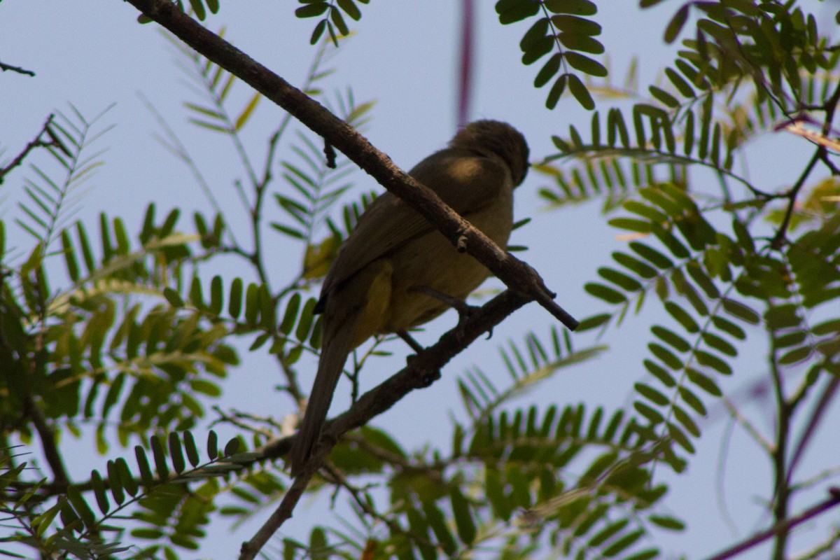 Streak-eared Bulbul - ML616805720