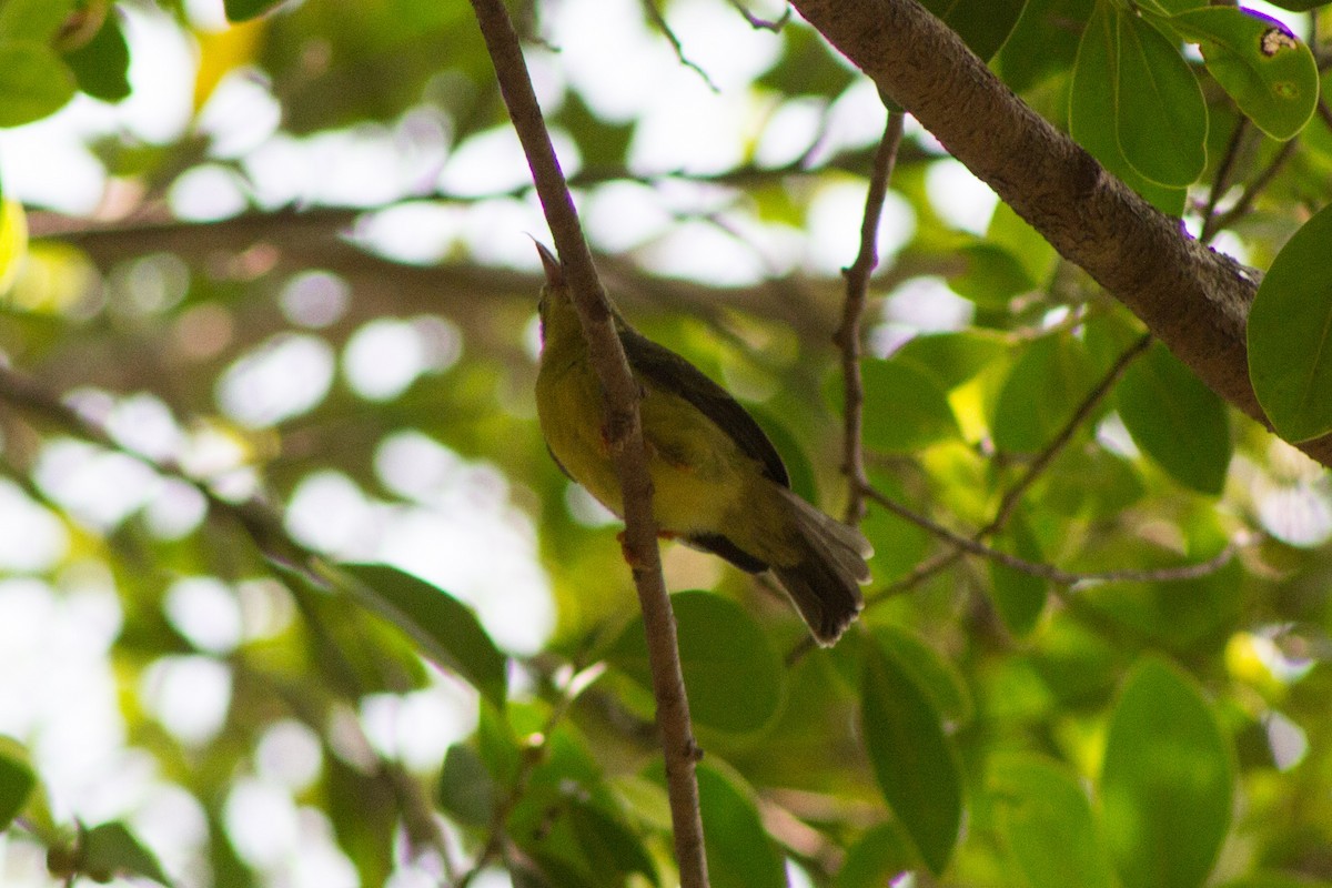 sunbird sp. - Diogenes Simbol