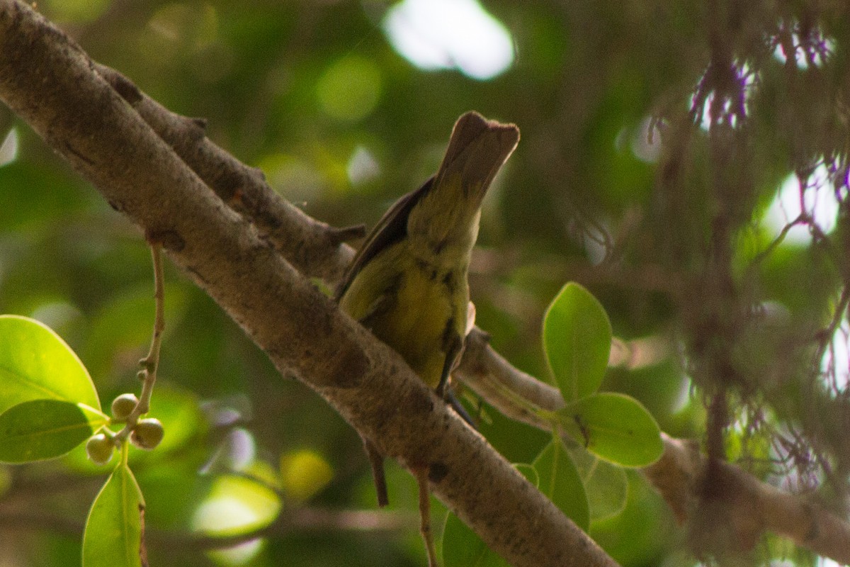 sunbird sp. - ML616805726