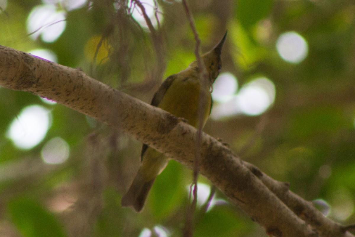 sunbird sp. - Diogenes Simbol