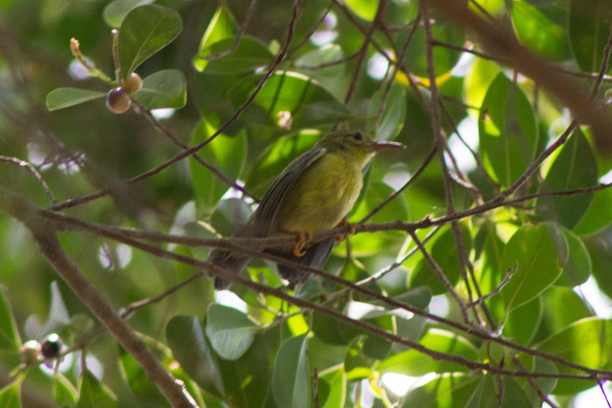 sunbird sp. - ML616805729