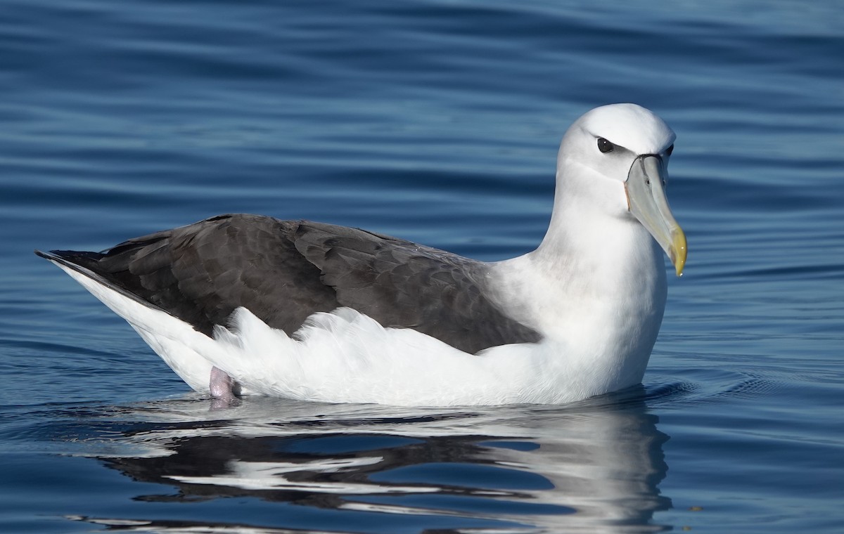 White-capped Albatross - ML616805741