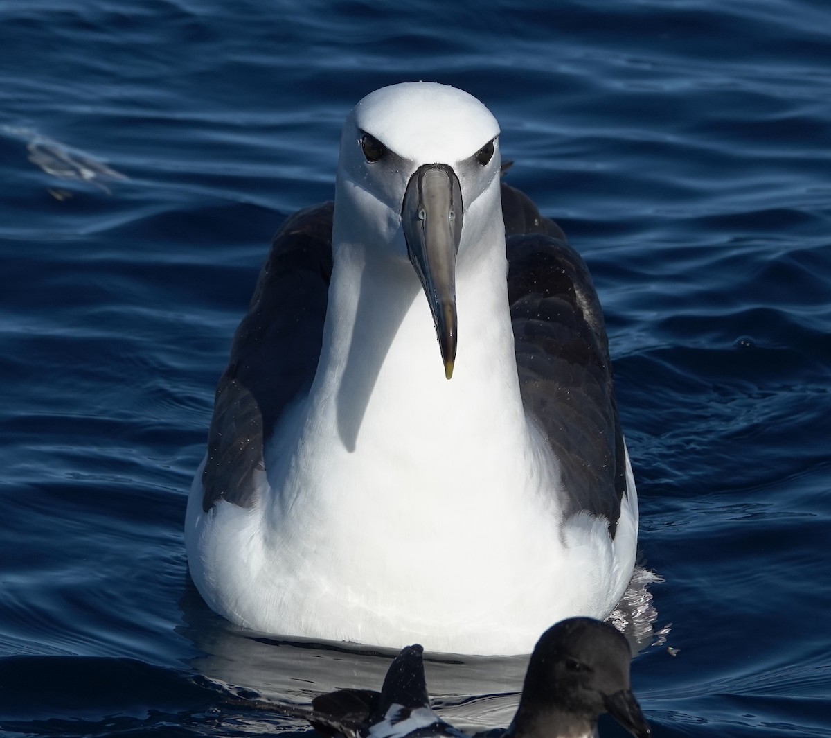 White-capped Albatross - ML616805742