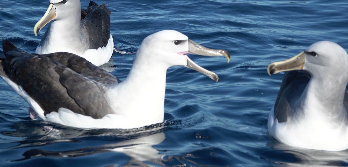 White-capped Albatross - ML616805743