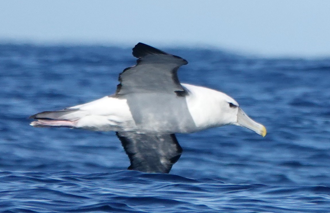 White-capped Albatross - ML616805744