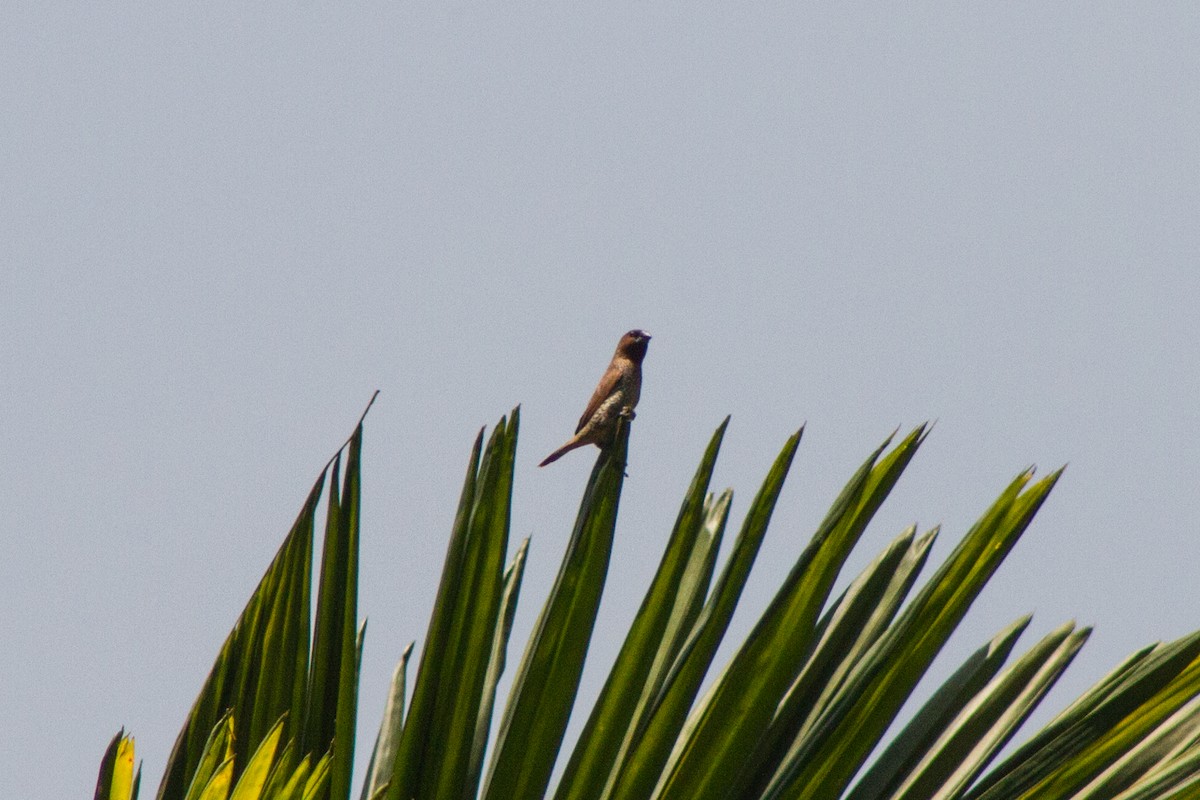 Scaly-breasted Munia - ML616805745