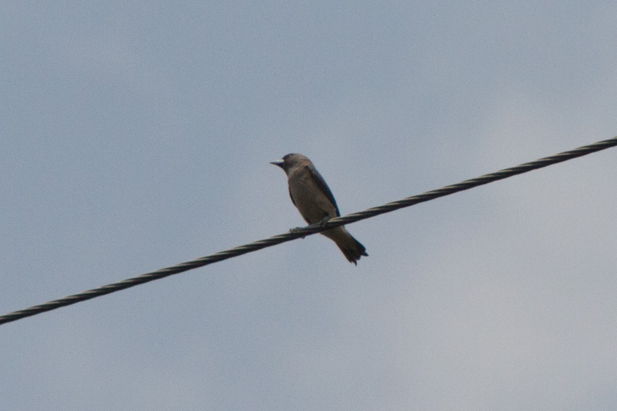 Ashy Woodswallow - ML616805747