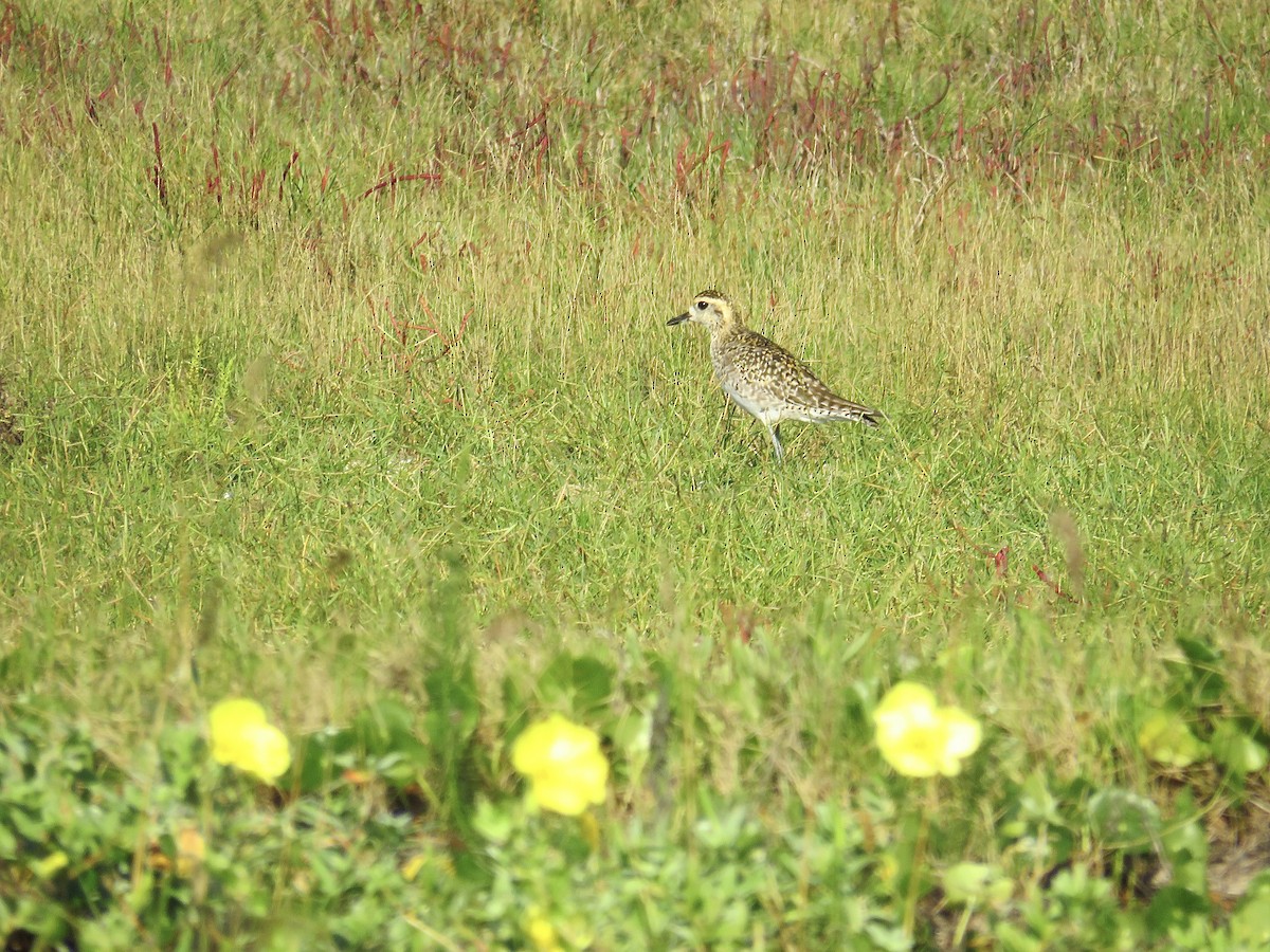 Pacific Golden-Plover - ML616805750