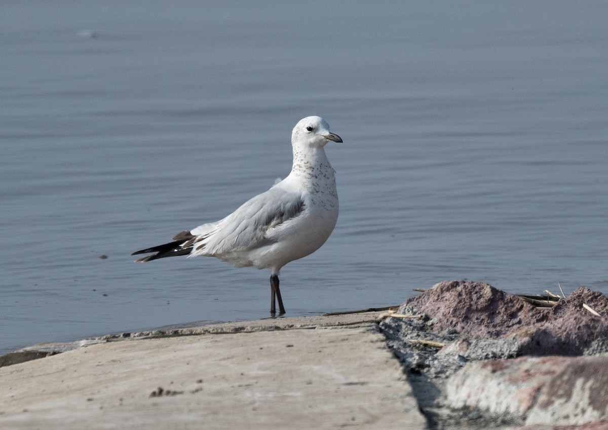 Relict Gull - ML616805754