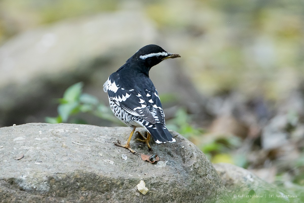 Pied Thrush - Venkatraman Rajamanickam