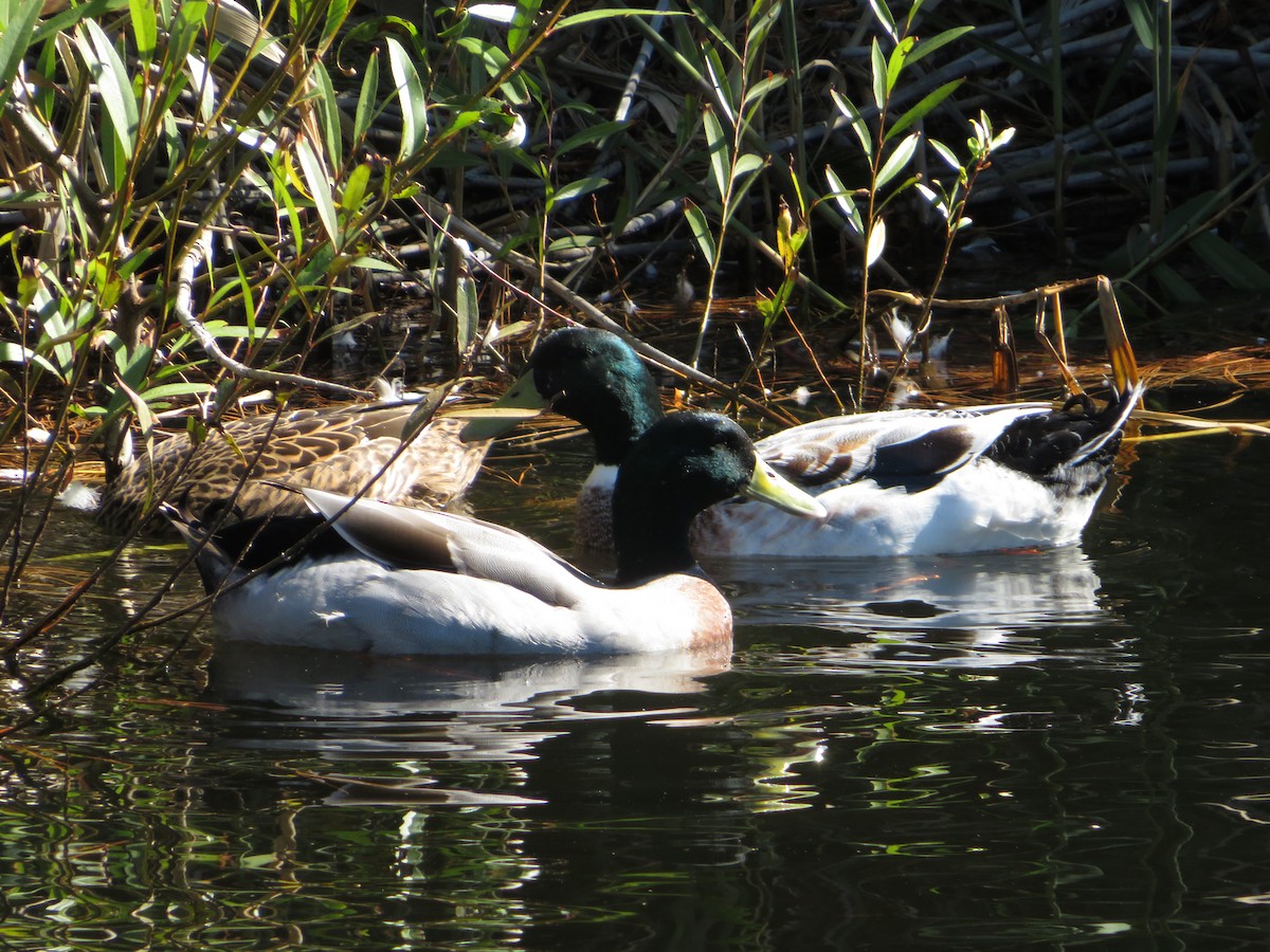 Mallard (Domestic type) - Anonymous