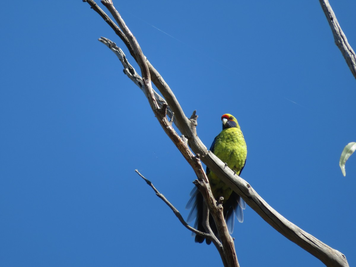 Green Rosella - ML616805835