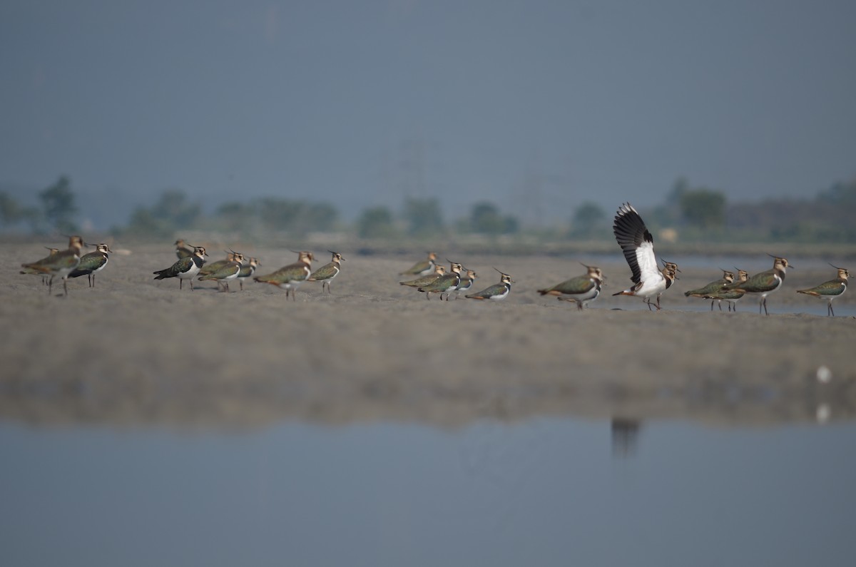 Northern Lapwing - ML616805863