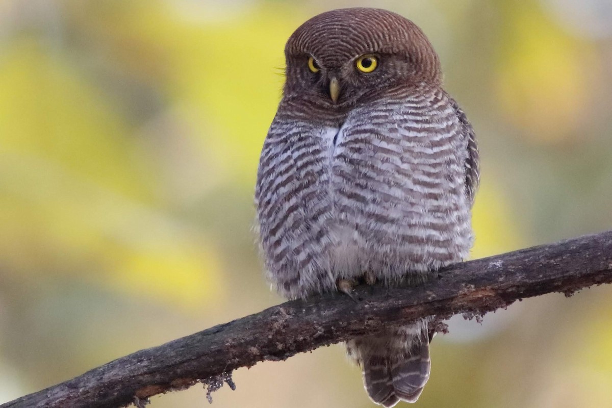 Asian Barred Owlet - ML616806013