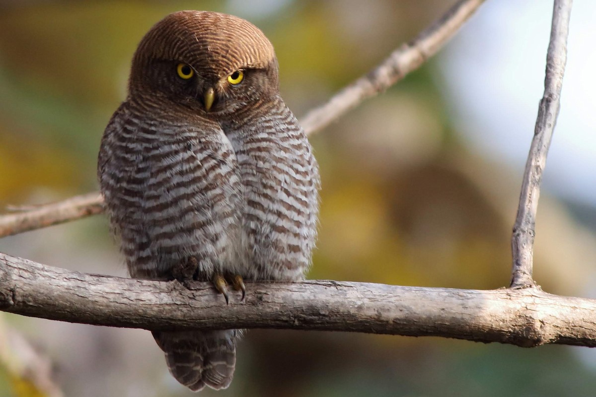 Asian Barred Owlet - ML616806015