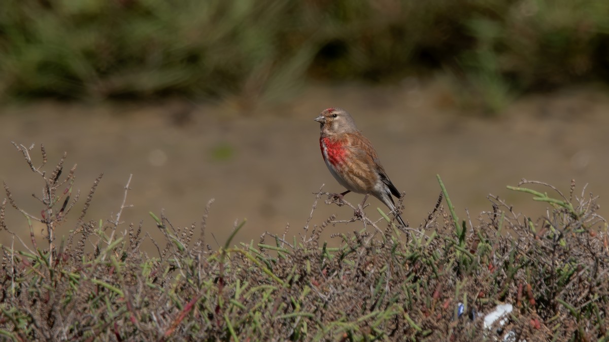 Eurasian Linnet - Fernando Portillo de Cea