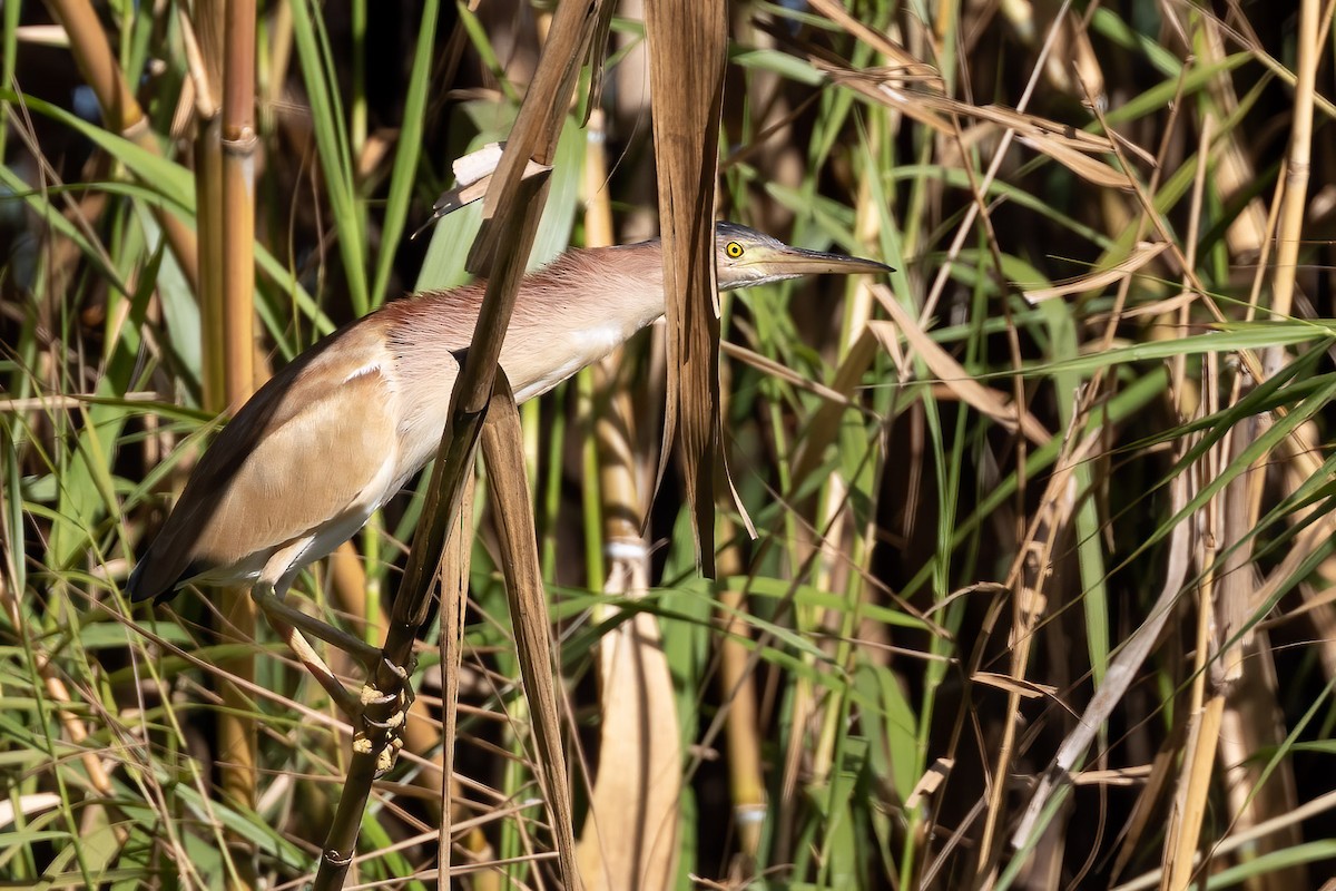 Yellow Bittern - ML616806194