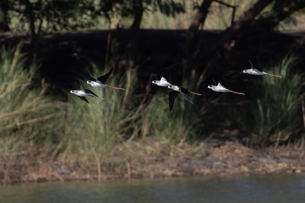 Black-winged Stilt - ML616806221