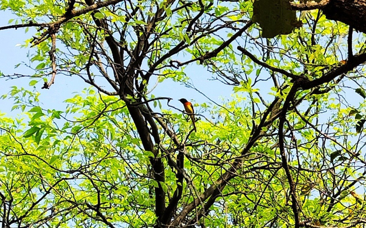 Small Minivet - ML616806228