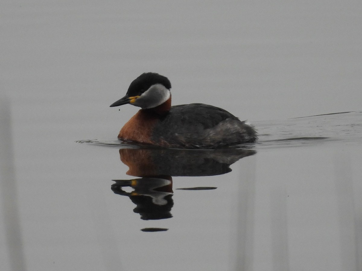 Red-necked Grebe - Oier Frias