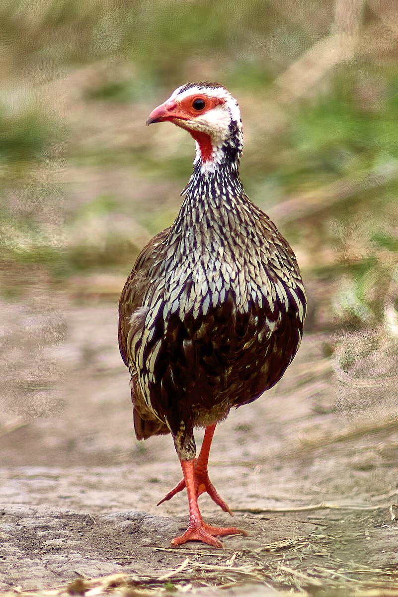 Francolin à gorge rouge - ML616806245