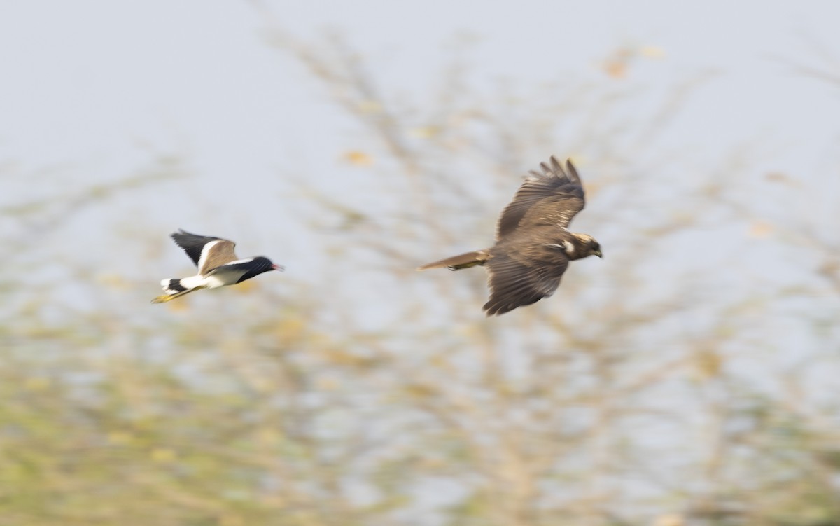 Western Marsh Harrier - Rohit Tibrewal