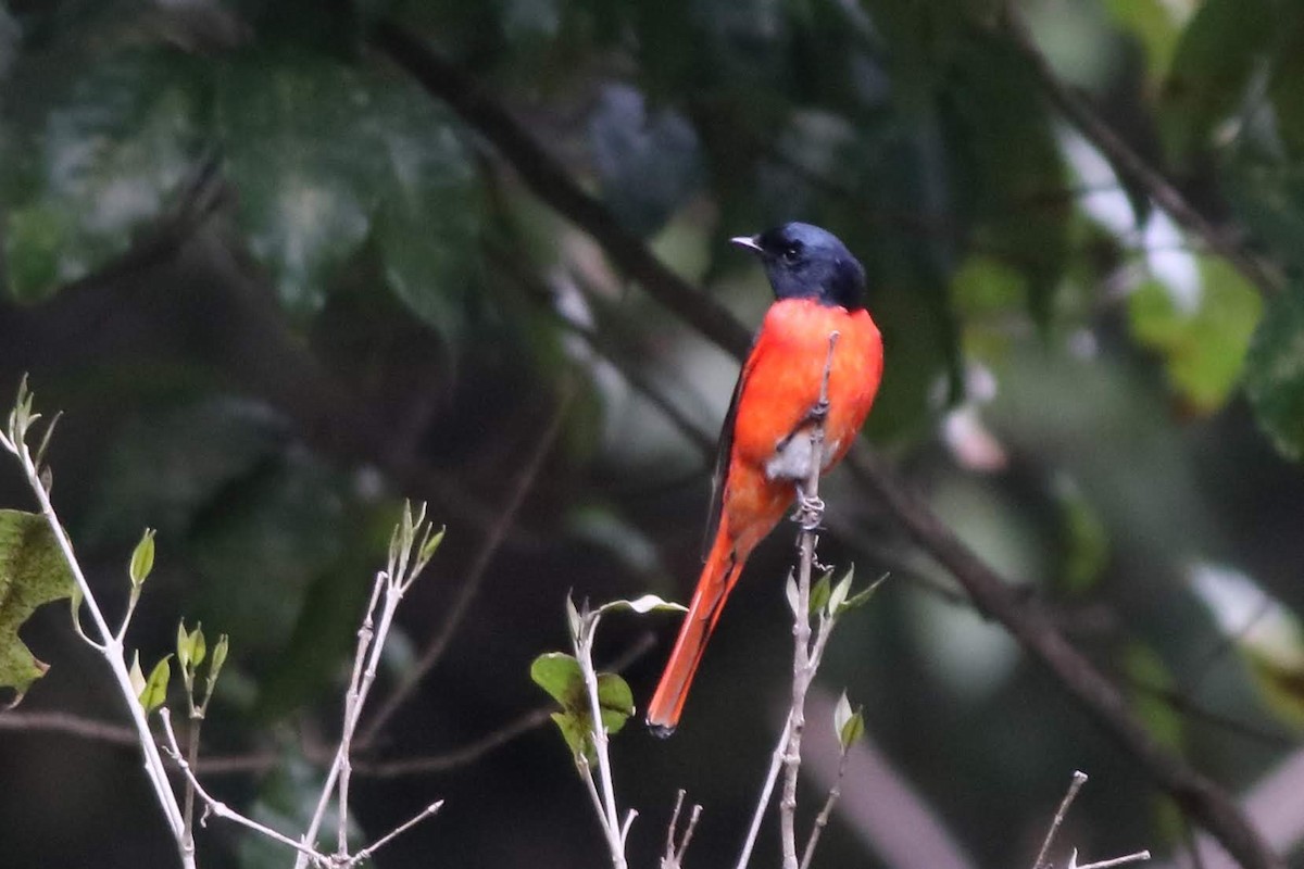 Scarlet Minivet - Satish Sasi