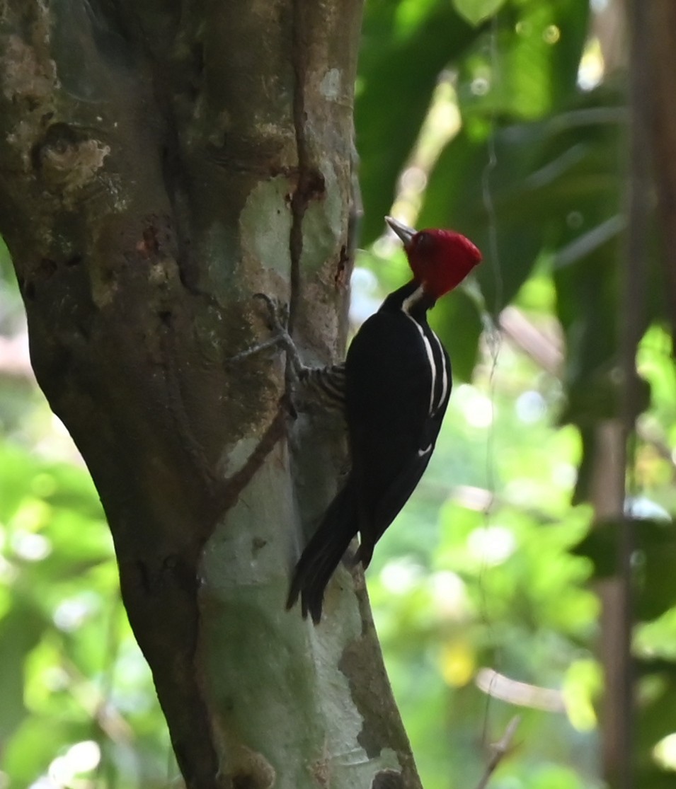 Pale-billed Woodpecker - Geoff Carpentier