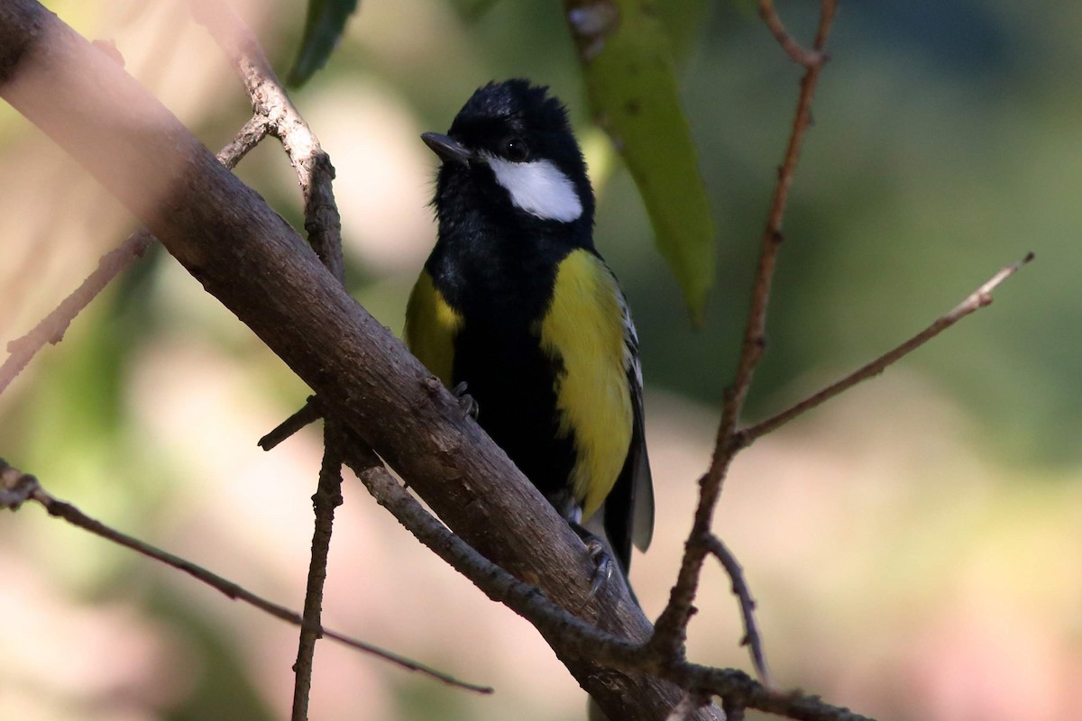 Green-backed Tit - ML616806273