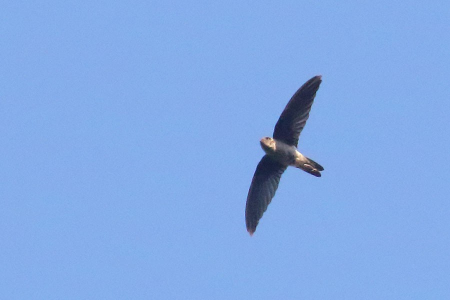 White-nest Swiftlet (Germain's) - ML616806292
