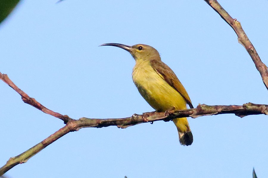 Thick-billed Spiderhunter - Robert Dolezal