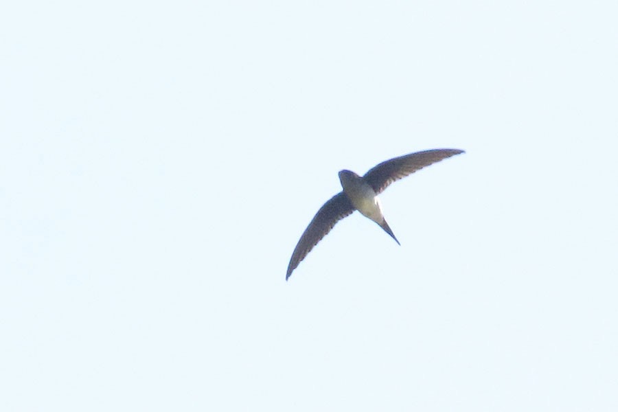 Gray-rumped Treeswift - ML616806297