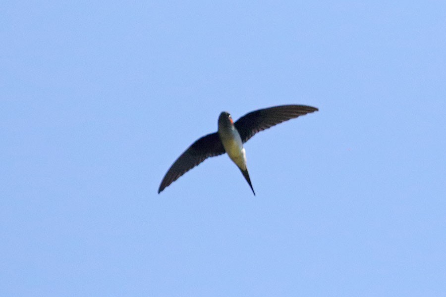 Gray-rumped Treeswift - ML616806298