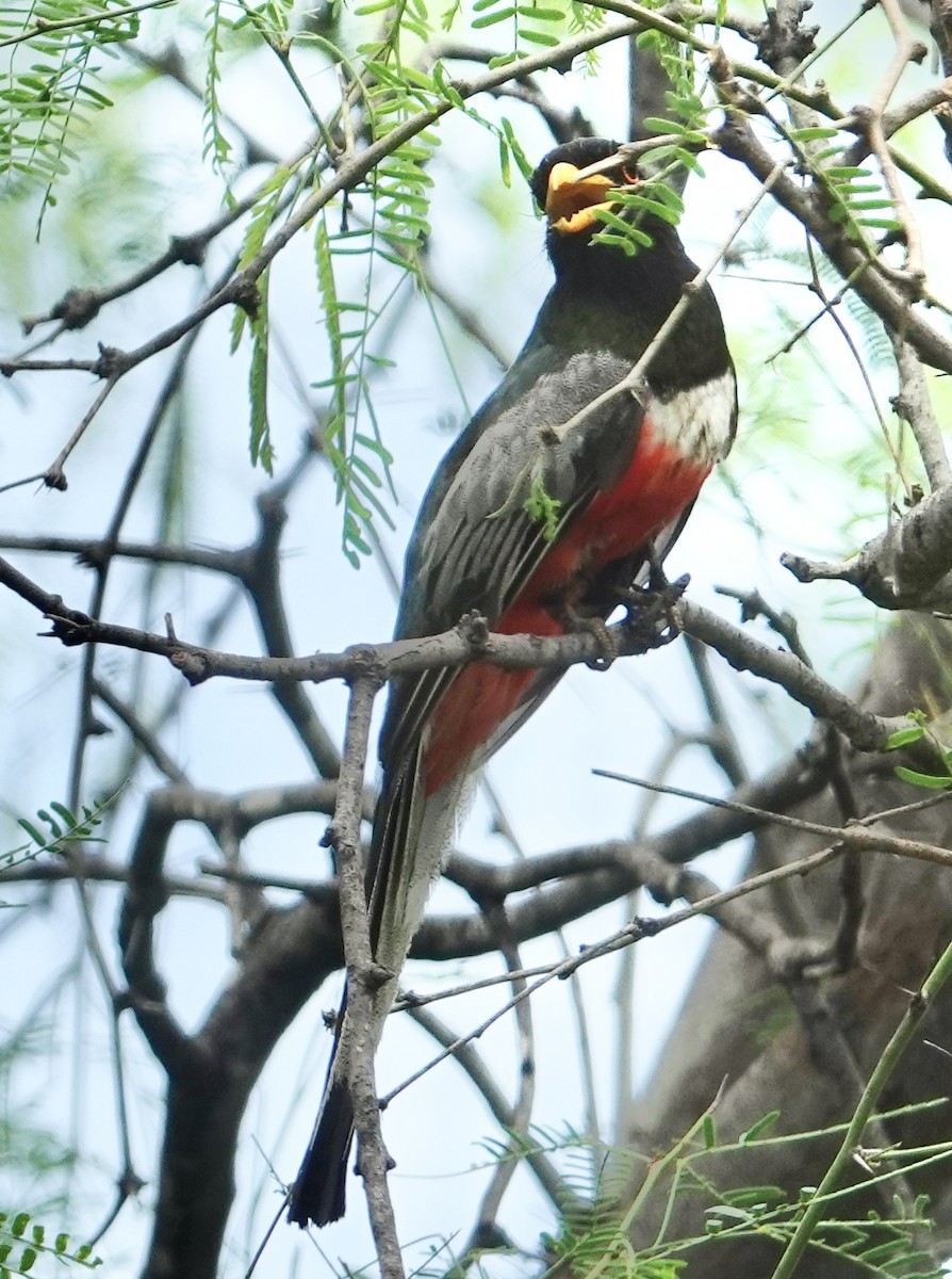 Trogon élégant (groupe ambiguus) - ML616806300