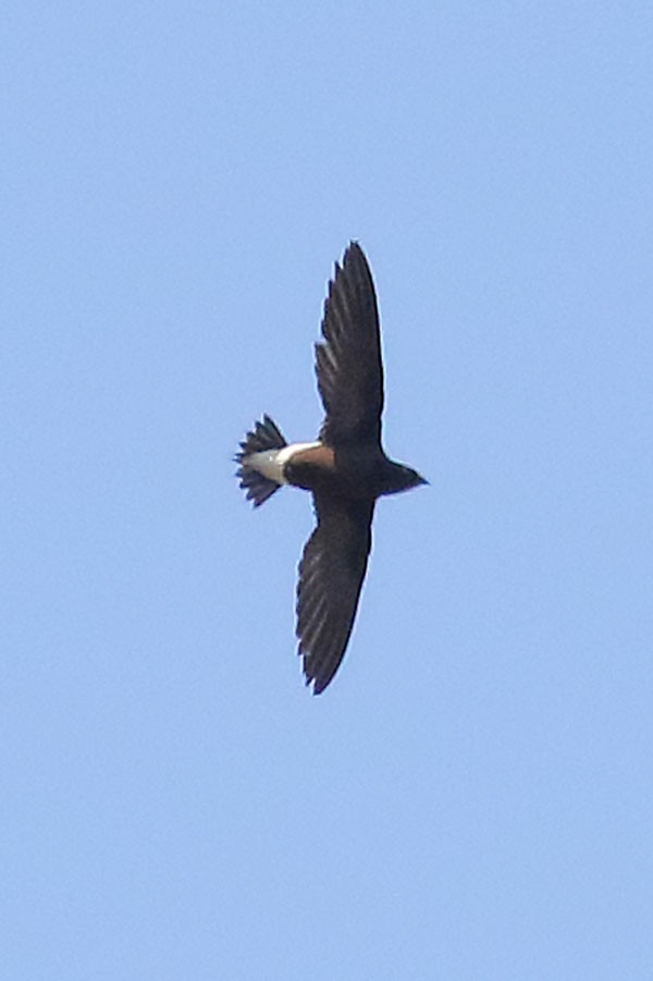 Brown-backed Needletail - ML616806306
