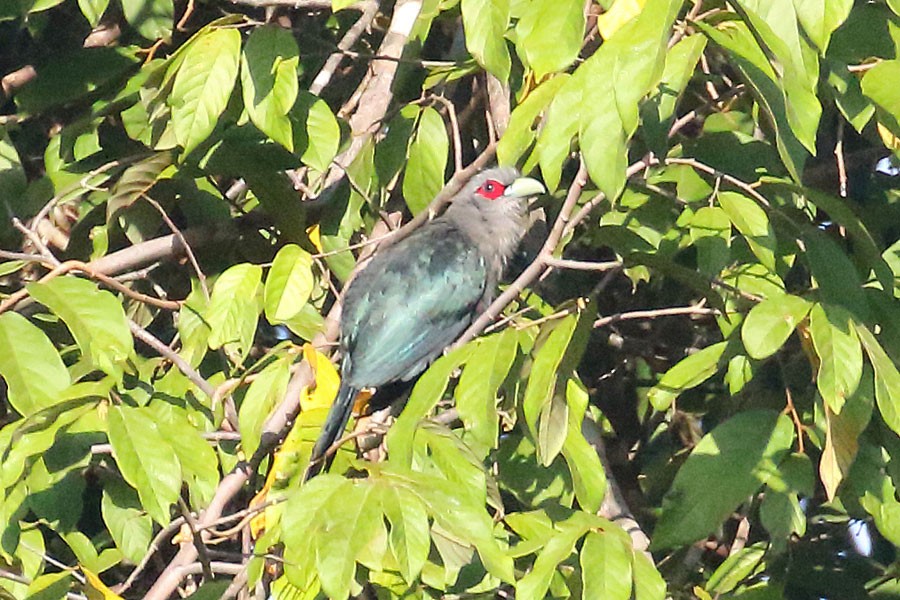 Black-bellied Malkoha - ML616806316