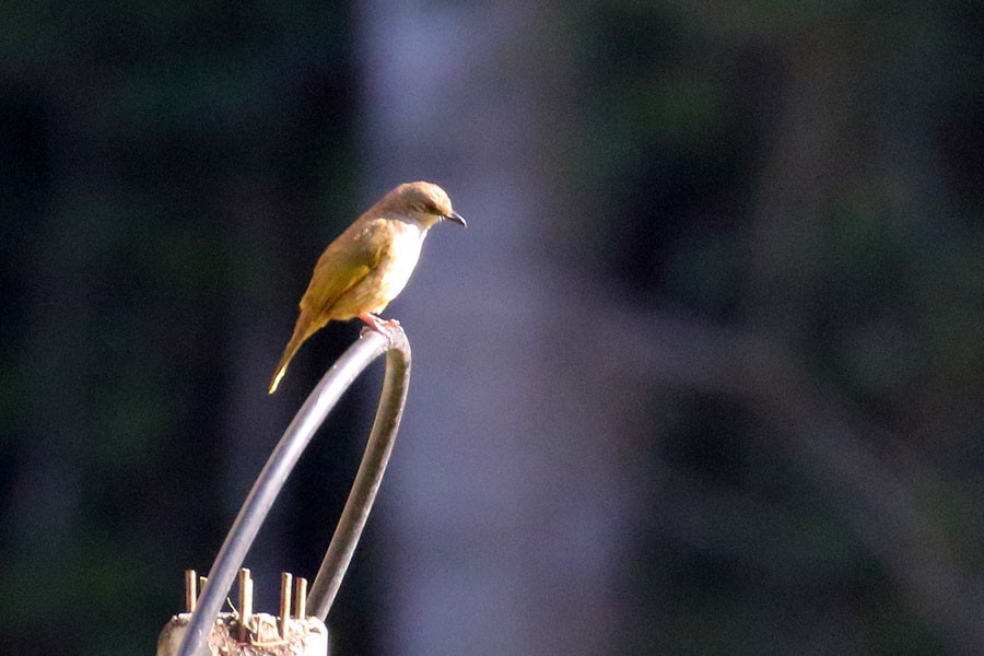 Olive-winged Bulbul - ML616806321