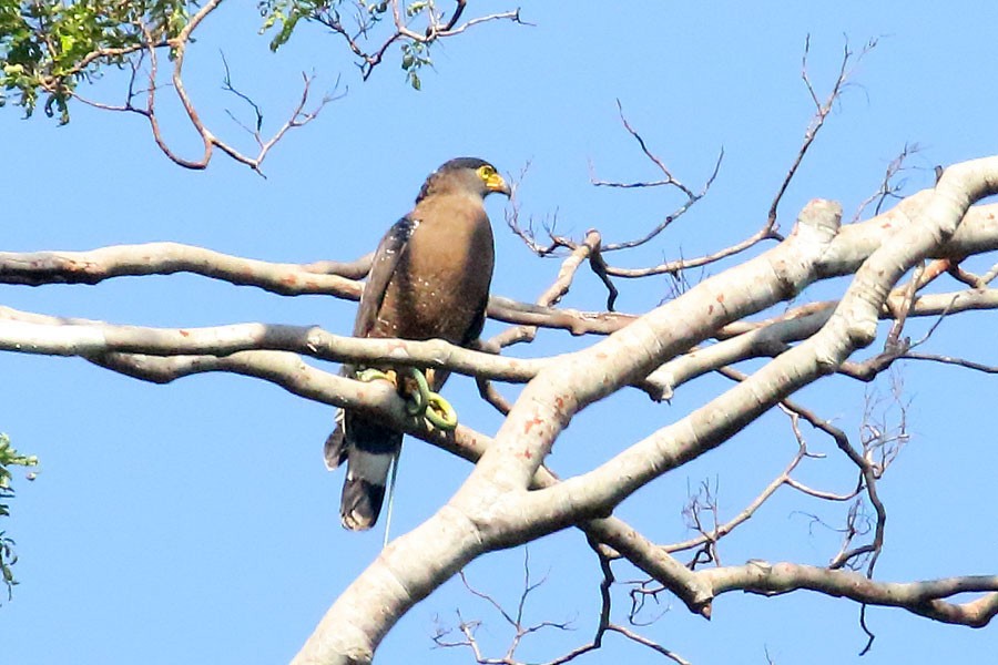 Crested Serpent-Eagle - ML616806324