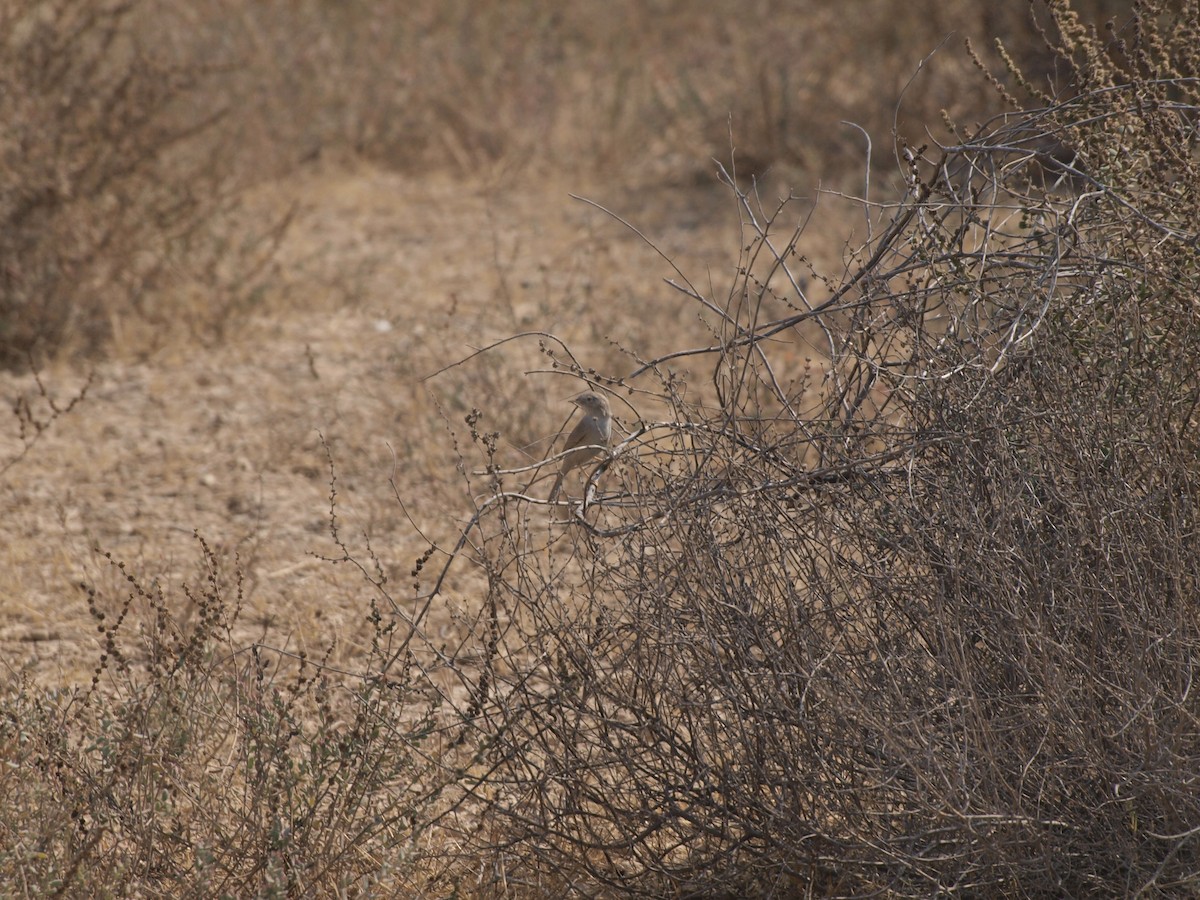 Asian Desert Warbler - GIRISH KETKAR