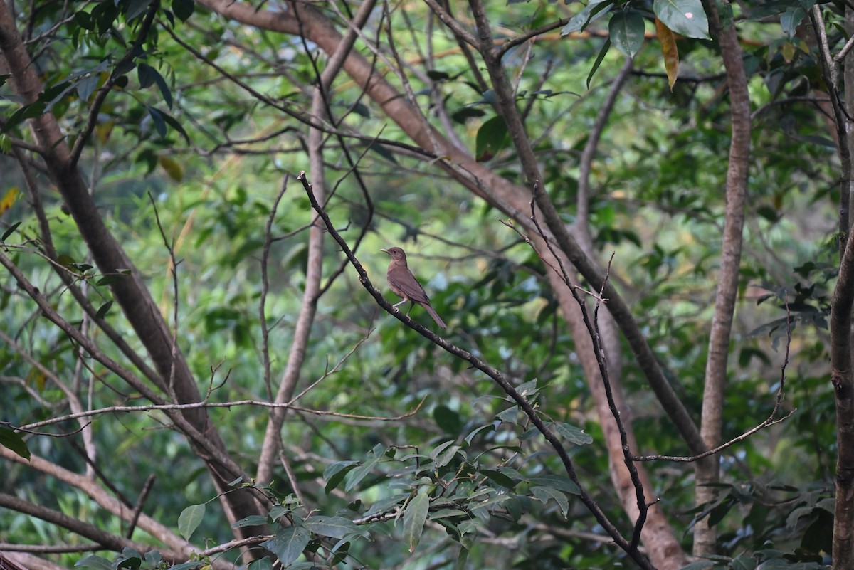 Clay-colored Thrush - ML616806363