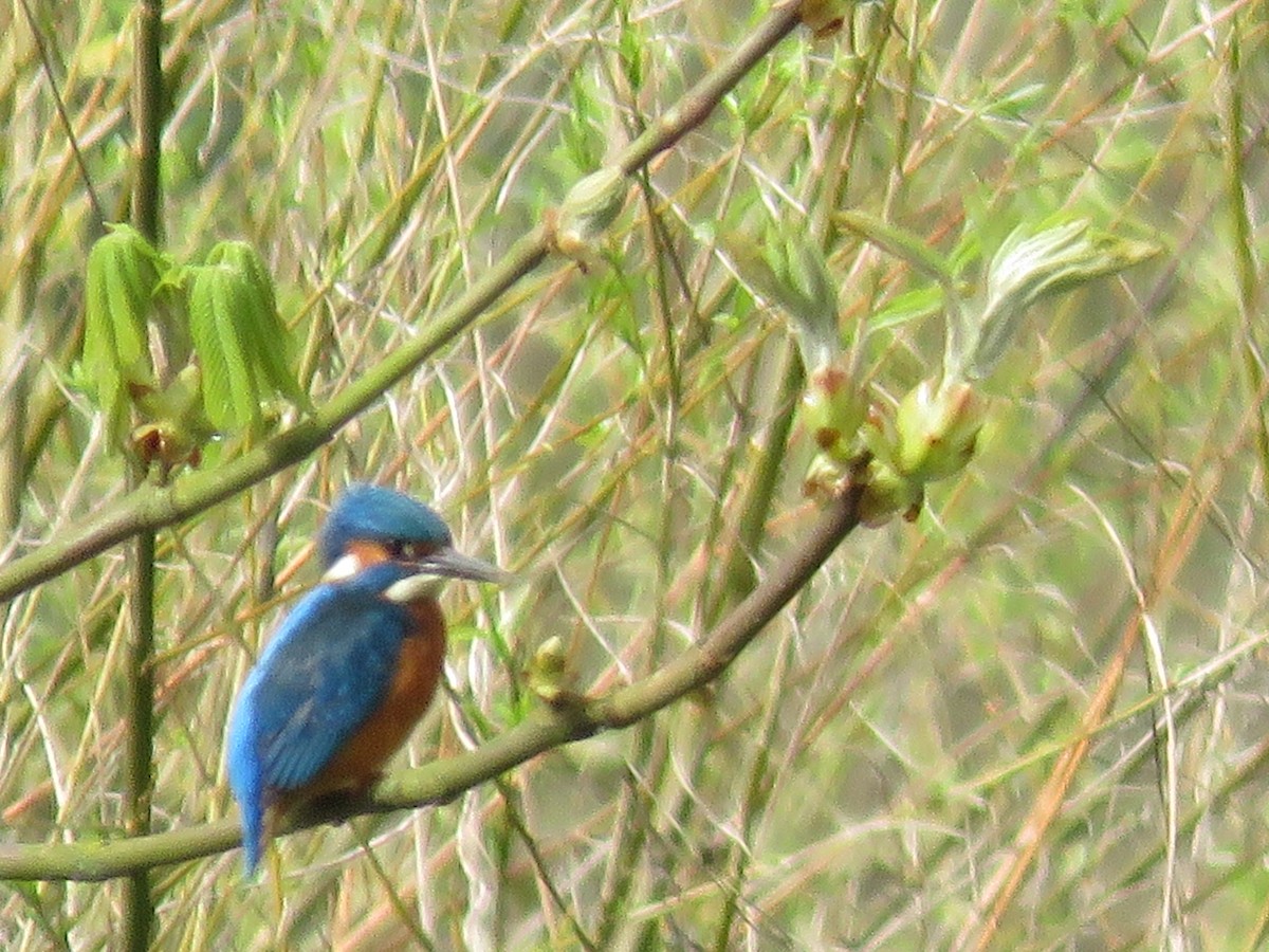 Common Kingfisher - ML616806425