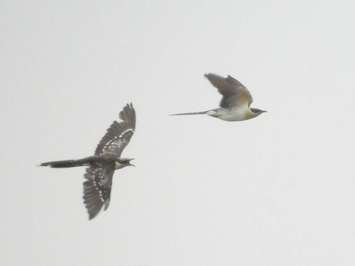 Great Spotted Cuckoo - ML616806431