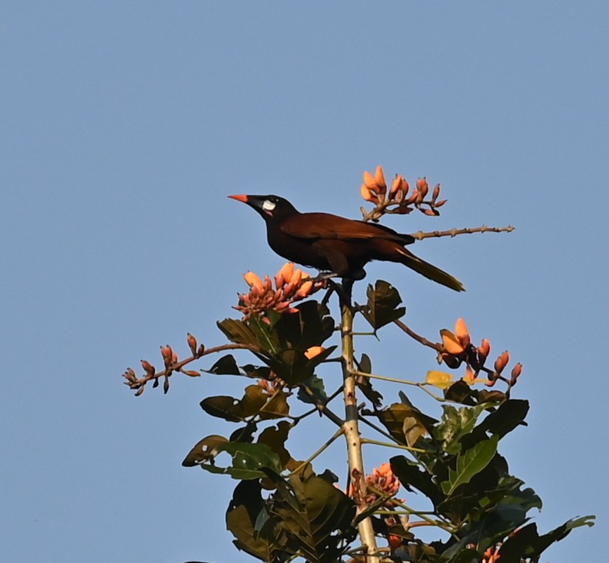 Montezuma Oropendola - ML616806433