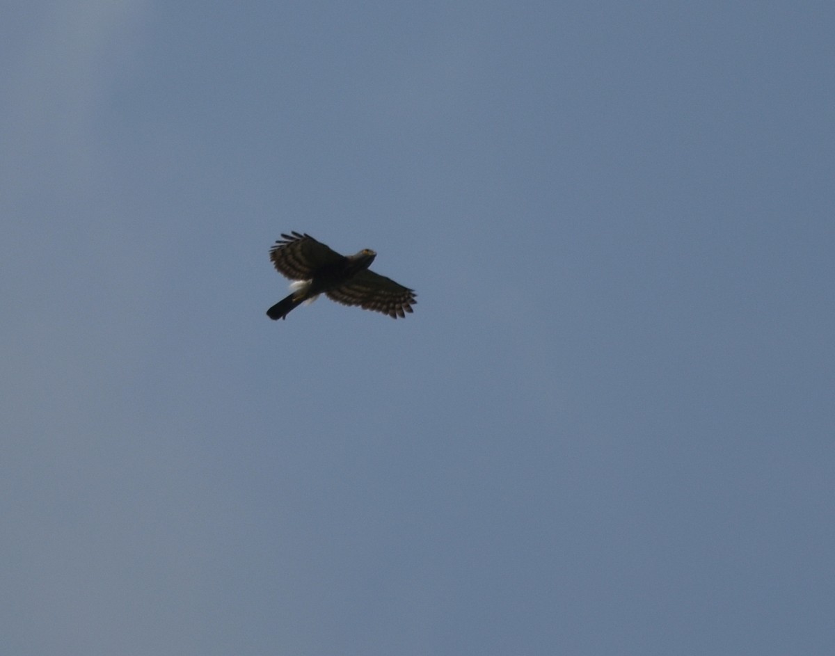 Crested Goshawk - ML616806438